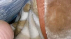 مينا لي